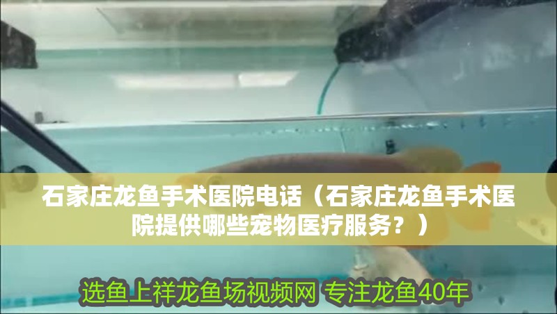 石家莊龍魚手術醫院電話（石家莊龍魚手術醫院提供哪些寵物醫療服務？）