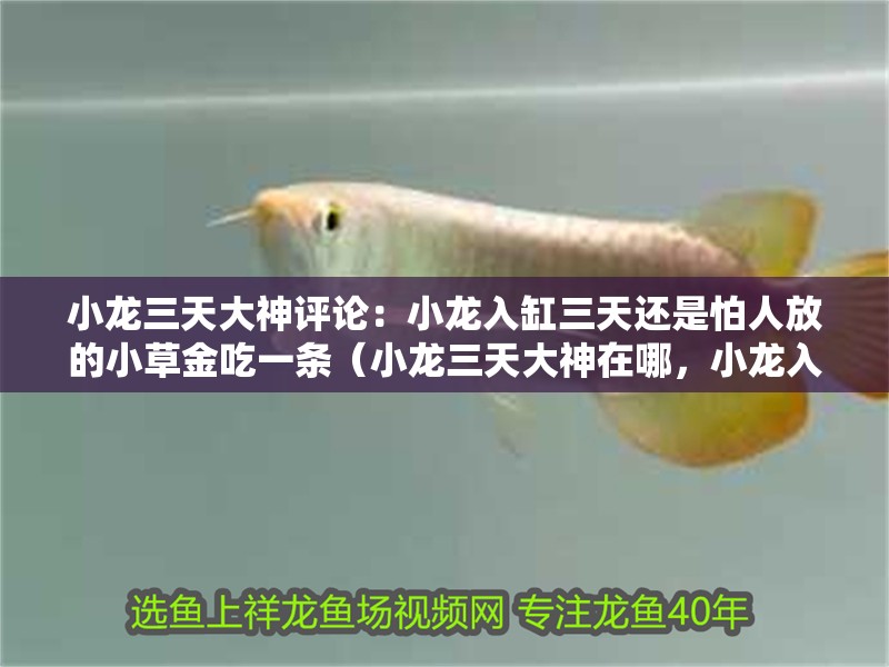 小龍三天大神評論：小龍入缸三天還是怕人放的小草金吃一條（小龍三天大神在哪，小龍入缸三天還是怕人放的小草金吃一條）