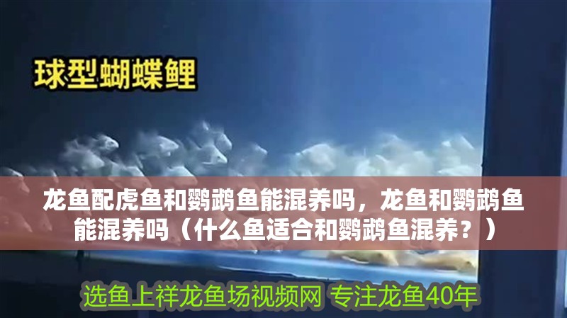 龍魚配虎魚和鸚鵡魚能混養(yǎng)嗎，龍魚和鸚鵡魚能混養(yǎng)嗎（什么魚適合和鸚鵡魚混養(yǎng)？）