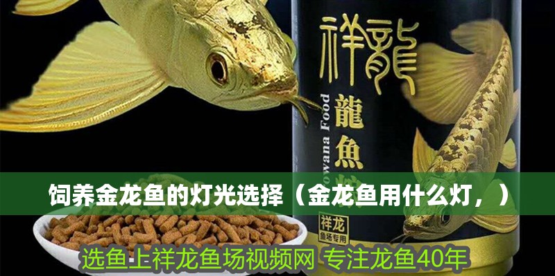飼養金龍魚的燈光選擇（金龍魚用什么燈，）