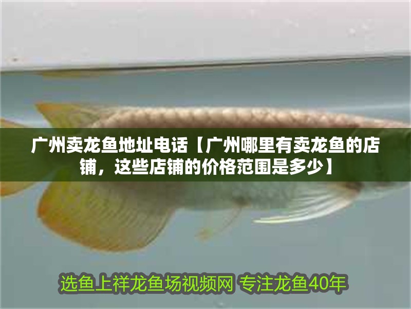 廣州賣龍魚地址電話【廣州哪里有賣龍魚的店鋪，這些店鋪的價格范圍是多少】