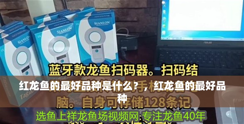 紅龍魚(yú)的最好品種是什么？，紅龍魚(yú)的最好品種