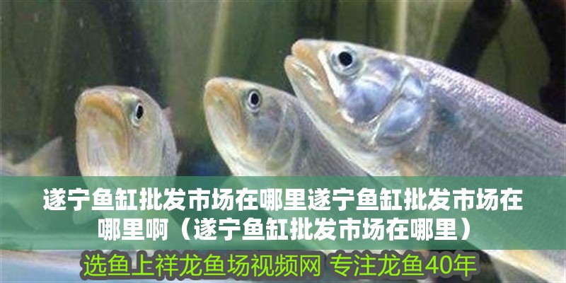 遂寧魚缸批發市場在哪里遂寧魚缸批發市場在哪里啊（遂寧魚缸批發市場在哪里）