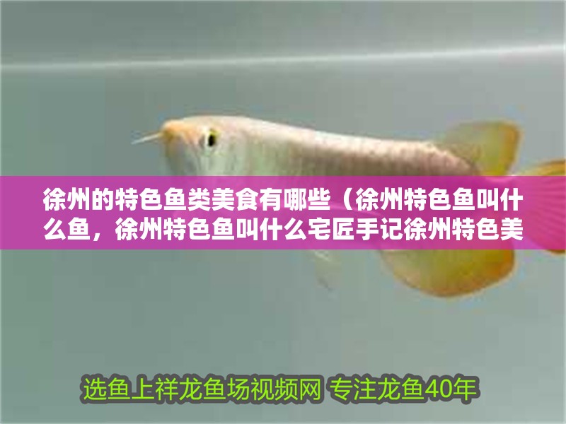 徐州的特色魚類美食有哪些(徐州特色魚叫什么魚,徐州特色魚叫什么宅匠手記徐州特色美食) 觀賞魚百科 第5張 徐州的特色魚類美食有哪些(徐州特色魚叫什么魚,徐州特色魚叫什么宅匠手記徐州特色美食) 徐州的特色魚類美食有哪些(徐州特色魚叫什么魚,徐州特色魚叫什么宅匠手記徐州特色美食) 觀賞魚百科 第5張