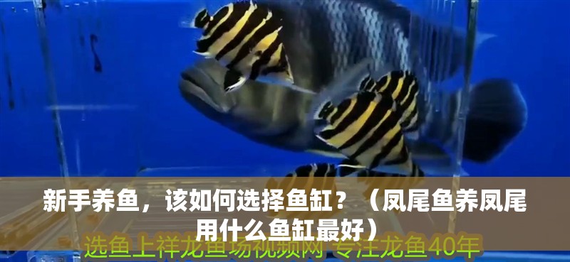 新手養(yǎng)魚，該如何選擇魚缸？（鳳尾魚養(yǎng)鳳尾用什么魚缸最好）