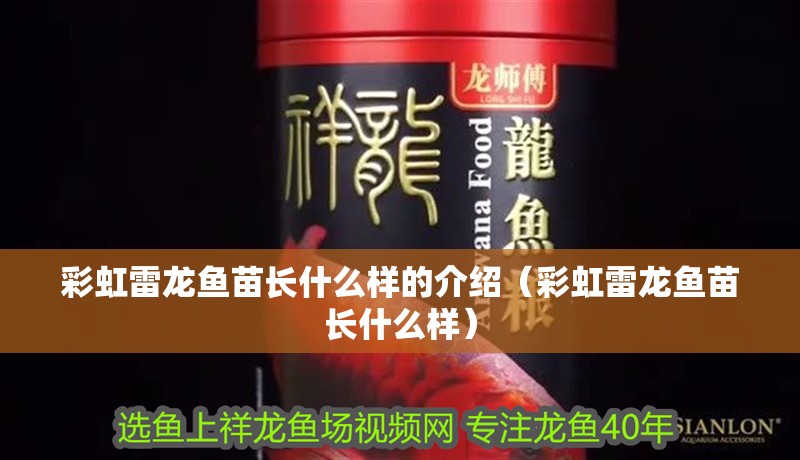 彩虹雷龍魚苗長什么樣的介紹（彩虹雷龍魚苗長什么樣）