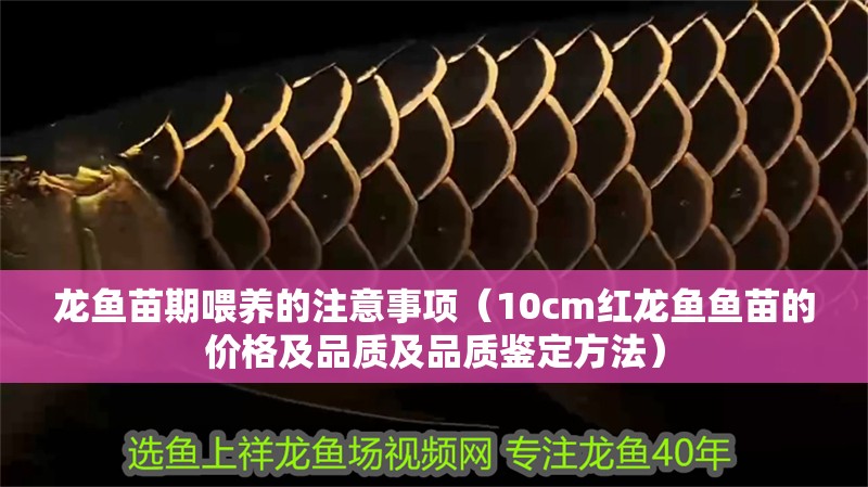 龍魚(yú)苗期喂養(yǎng)的注意事項(xiàng)（10cm紅龍魚(yú)魚(yú)苗的價(jià)格及品質(zhì)及品質(zhì)鑒定方法）