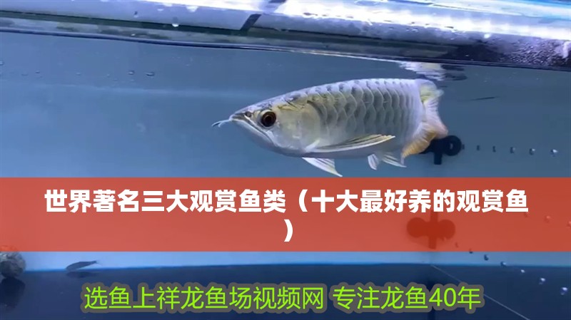 世界著名三大觀賞魚類（十大最好養的觀賞魚）