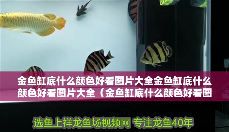 金魚缸底什么顏色好看圖片大全金魚缸底什么顏色好看圖片大全（金魚缸底什么顏色好看圖片大全） 金魚缸底什么顏色好看圖片大全金魚缸底什么顏色好看圖片大全（金魚缸底什么顏色好看圖片大全） 觀賞魚百科