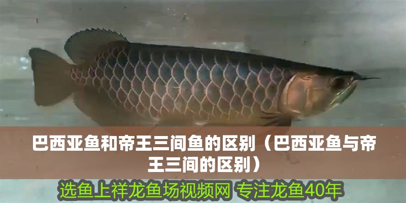 巴西亞魚和帝王三間魚的區(qū)別（巴西亞魚與帝王三間的區(qū)別）