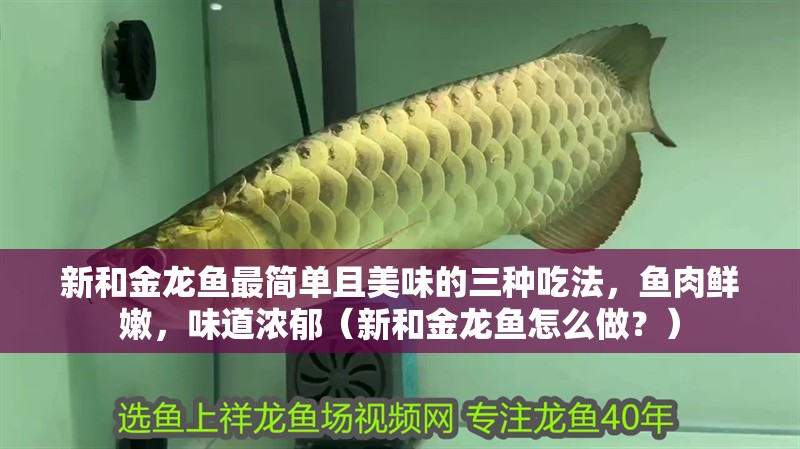 新和金龍魚最簡(jiǎn)單且美味的三種吃法，魚肉鮮嫩，味道濃郁（新和金龍魚怎么做？）