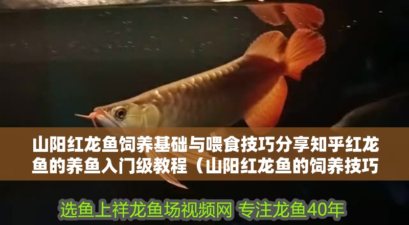 山陽紅龍魚飼養基礎與喂食技巧分享知乎紅龍魚的養魚入門級教程（山陽紅龍魚的飼養技巧）