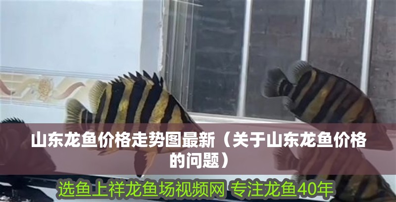 山東龍魚價格走勢圖最新（關(guān)于山東龍魚價格的問題）
