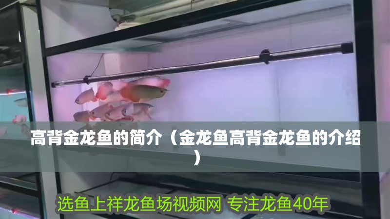 高背金龍魚的簡介（金龍魚高背金龍魚的介紹）