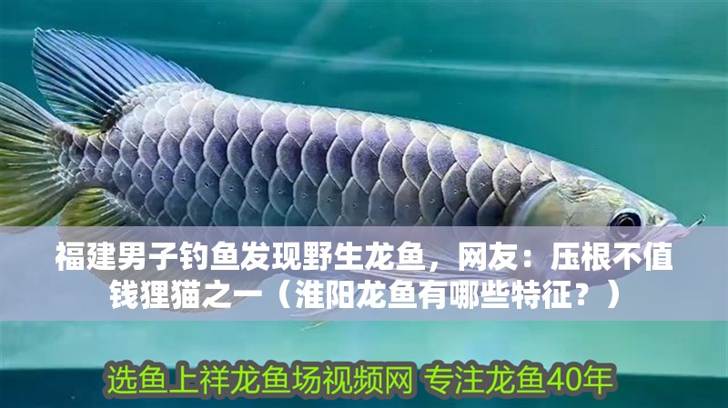 福建男子釣魚發現野生龍魚，網友：壓根不值錢貍貓之一（淮陽龍魚有哪些特征？）