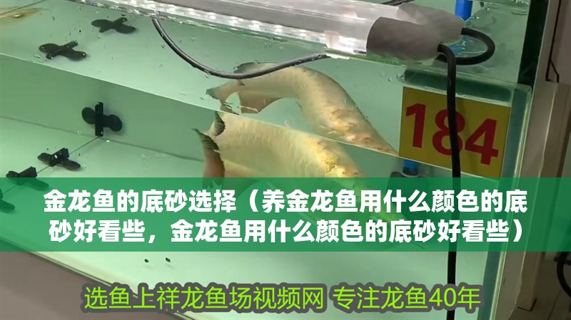 金龍魚的底砂選擇（養金龍魚用什么顏色的底砂好看些，金龍魚用什么顏色的底砂好看些）