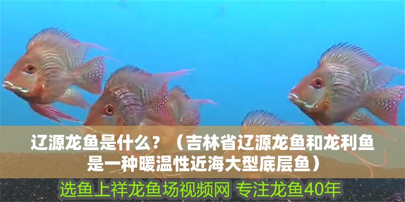 遼源龍魚是什么？（吉林省遼源龍魚和龍利魚是一種暖溫性近海大型底層魚）