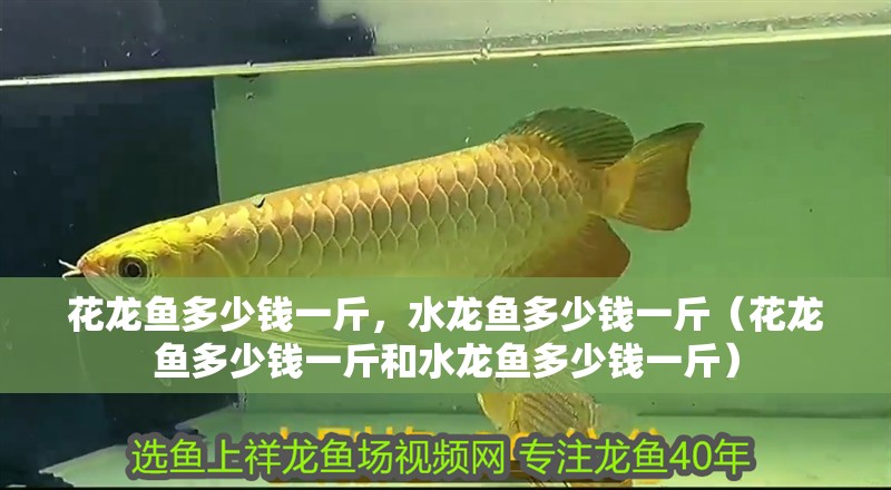 花龍魚多少錢一斤，水龍魚多少錢一斤（花龍魚多少錢一斤和水龍魚多少錢一斤）
