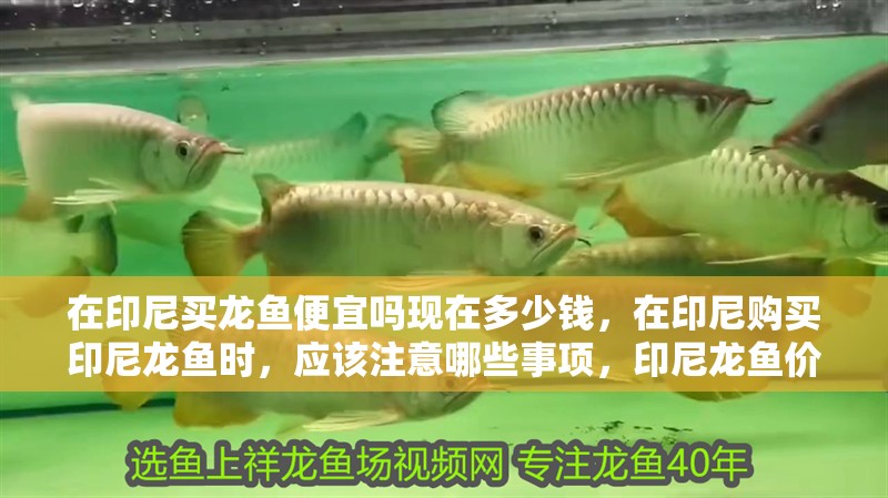 在印尼買龍魚便宜嗎現(xiàn)在多少錢，在印尼購買印尼龍魚時，應該注意哪些事項，印尼龍魚價格趨勢
