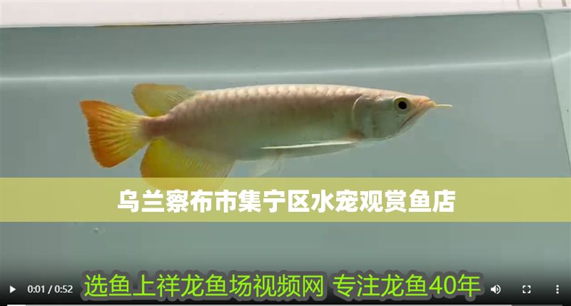 烏蘭察布市集寧區水寵觀賞魚店