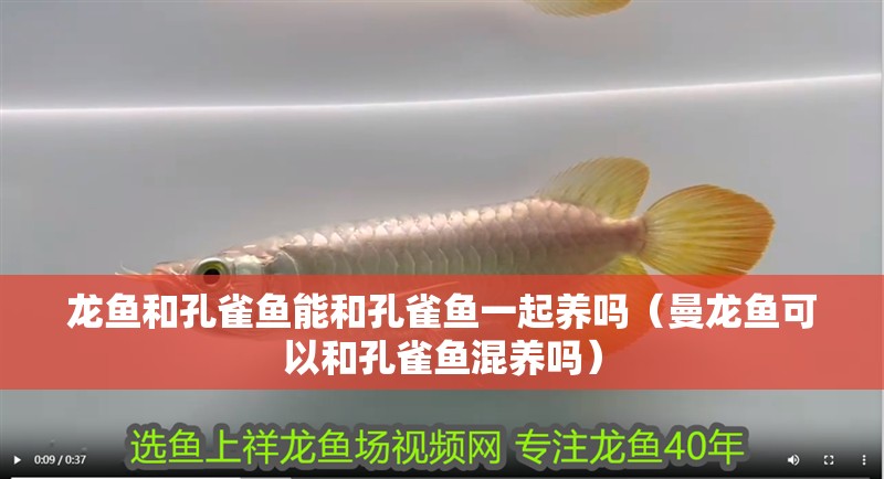 龍魚和孔雀魚能和孔雀魚一起養(yǎng)嗎（曼龍魚可以和孔雀魚混養(yǎng)嗎） 龍魚和孔雀魚能和孔雀魚一起養(yǎng)嗎（曼龍魚可以和孔雀魚混養(yǎng)嗎） 觀賞魚百科