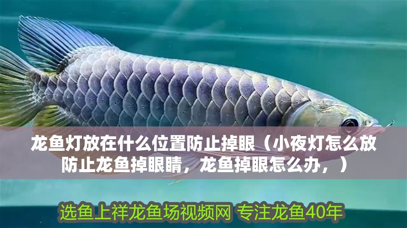 龍魚燈放在什么位置防止掉眼（小夜燈怎么放防止龍魚掉眼睛，龍魚掉眼怎么辦，）