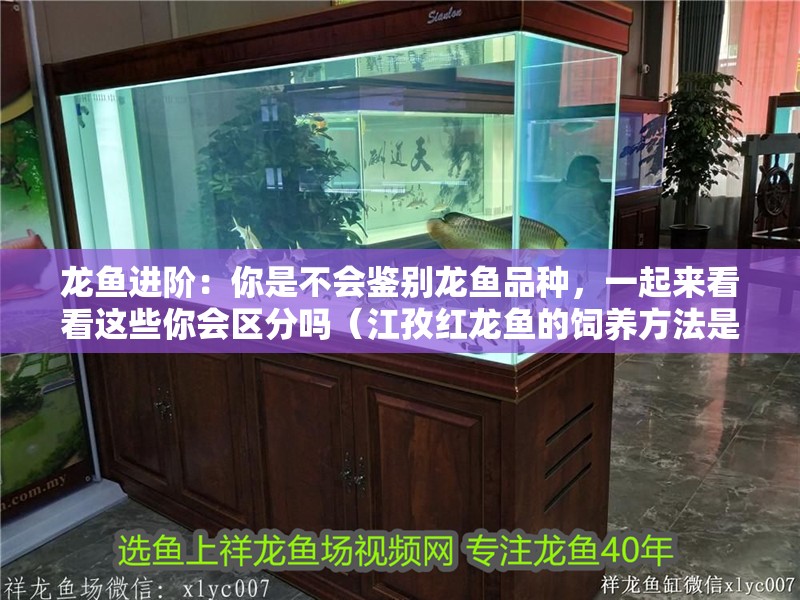 龍魚進階：你是不會鑒別龍魚品種，一起來看看這些你會區分嗎（江孜紅龍魚的飼養方法是什么江孜紅龍魚的飼養方法是什么）