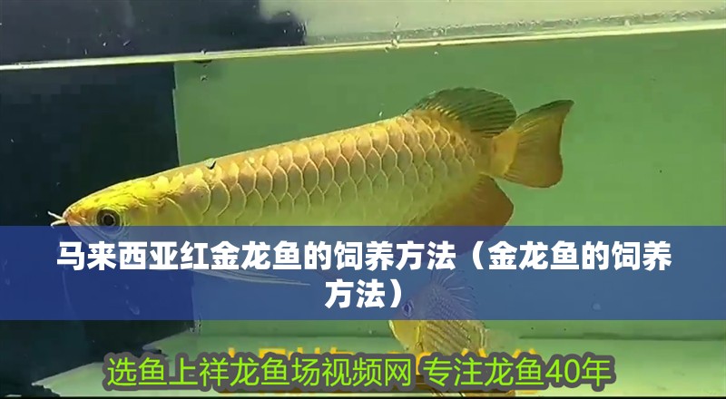 馬來西亞紅金龍魚的飼養方法（金龍魚的飼養方法）