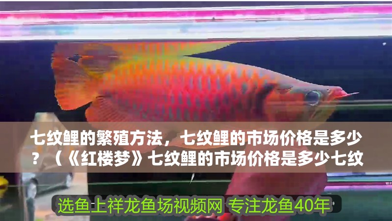 七紋鯉的繁殖方法，七紋鯉的市場價格是多少？（《紅樓夢》七紋鯉的市場價格是多少七紋鯉壽命有多長）