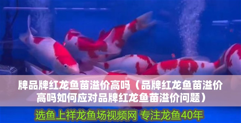 牌品牌紅龍魚苗溢價高嗎（品牌紅龍魚苗溢價高嗎如何應對品牌紅龍魚苗溢價問題）