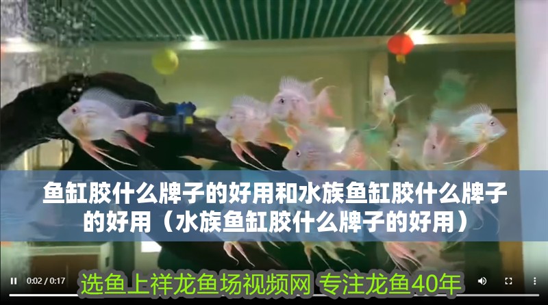 魚缸膠什么牌子的好用和水族魚缸膠什么牌子的好用（水族魚缸膠什么牌子的好用）