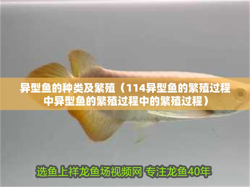 異型魚的種類及繁殖（114異型魚的繁殖過程中異型魚的繁殖過程中的繁殖過程）