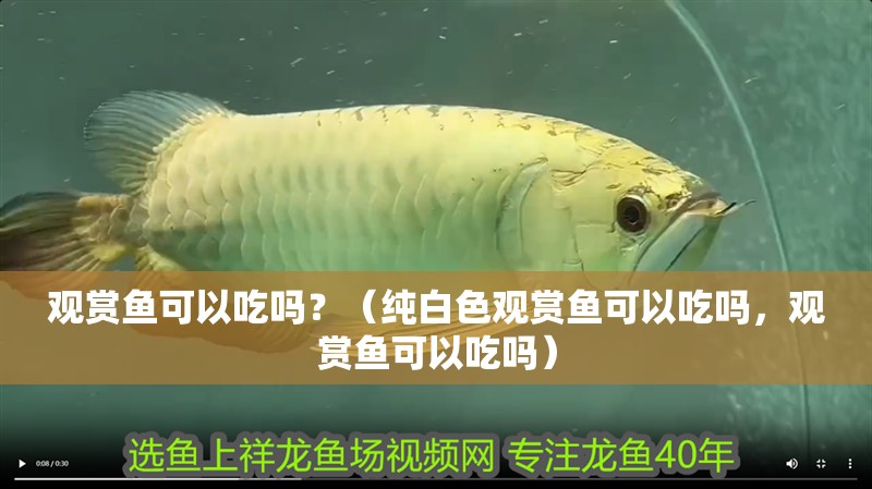 觀賞魚(yú)可以吃嗎？（純白色觀賞魚(yú)可以吃嗎，觀賞魚(yú)可以吃嗎） 觀賞魚(yú)可以吃嗎？（純白色觀賞魚(yú)可以吃嗎，觀賞魚(yú)可以吃嗎） 觀賞魚(yú)百科