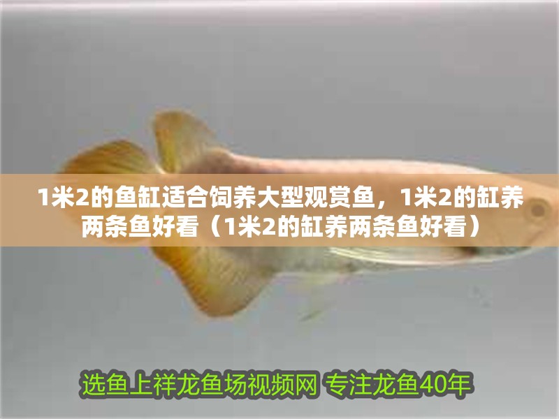 1米2的魚缸適合飼養大型觀賞魚，1米2的缸養兩條魚好看（1米2的缸養兩條魚好看）