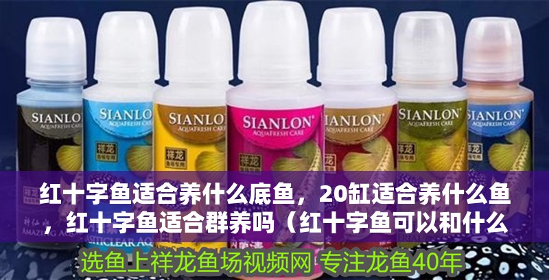 紅十字魚適合養(yǎng)什么底魚，20缸適合養(yǎng)什么魚，紅十字魚適合群養(yǎng)嗎（紅十字魚可以和什么魚混養(yǎng)）