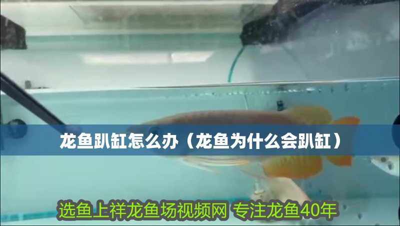 龍魚趴缸怎么辦（龍魚為什么會趴缸）