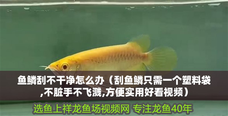 魚鱗刮不干凈怎么辦（刮魚鱗只需一個塑料袋,不臟手不飛濺,方便實用好看視頻）