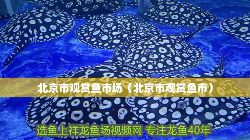北京市觀賞魚市場（北京市觀賞魚市）