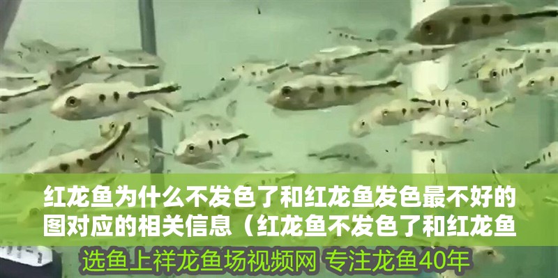 紅龍魚為什么不發(fā)色了和紅龍魚發(fā)色最不好的圖對應(yīng)的相關(guān)信息（紅龍魚不發(fā)色了和紅龍魚發(fā)色最不好的圖對應(yīng)的信息）