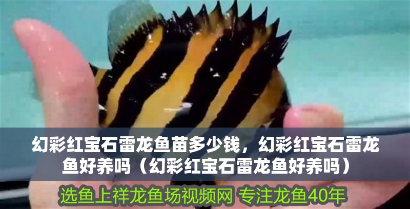 幻彩紅寶石雷龍魚苗多少錢，幻彩紅寶石雷龍魚好養(yǎng)嗎（幻彩紅寶石雷龍魚好養(yǎng)嗎）