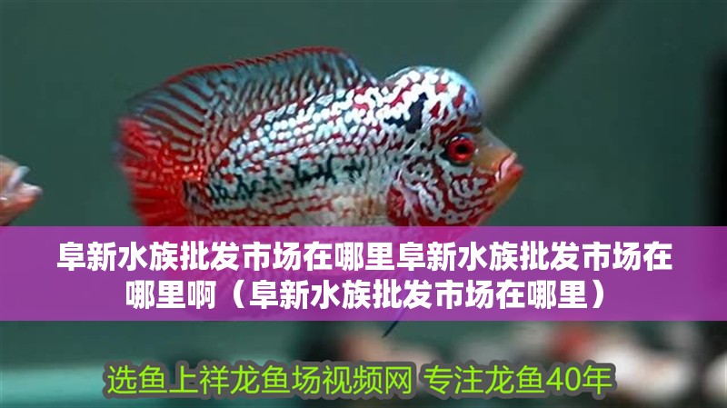 阜新水族批發市場在哪里阜新水族批發市場在哪里啊（阜新水族批發市場在哪里）