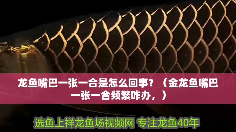龍魚嘴巴一張一合是怎么回事？（金龍魚嘴巴一張一合頻繁咋辦，）