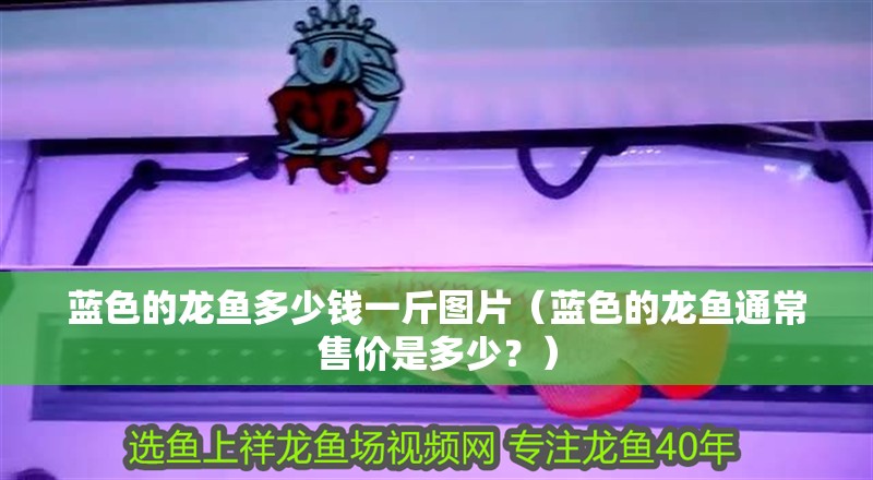 藍色的龍魚多少錢一斤圖片（藍色的龍魚通常售價是多少？）