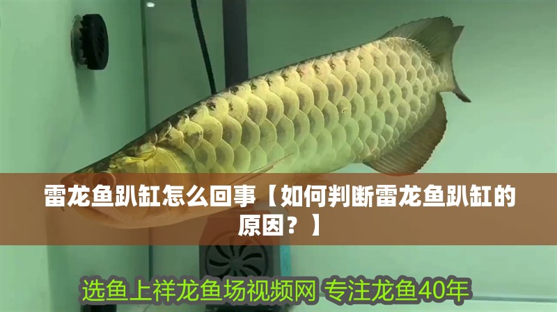 雷龍魚趴缸怎么回事【如何判斷雷龍魚趴缸的原因？】