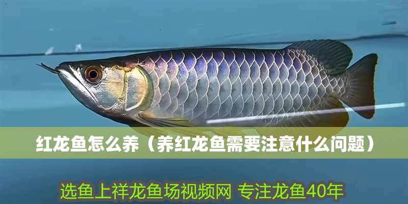 紅龍魚怎么養(yǎng)（養(yǎng)紅龍魚需要注意什么問題）