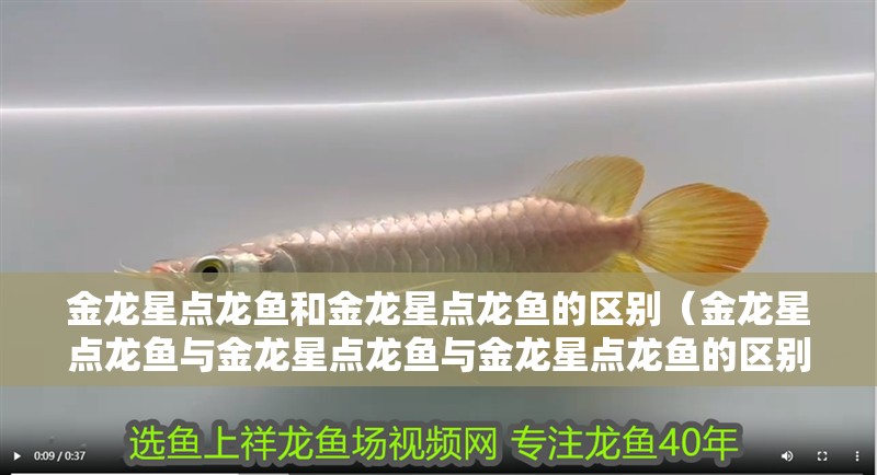 金龍星點(diǎn)龍魚和金龍星點(diǎn)龍魚的區(qū)別（金龍星點(diǎn)龍魚與金龍星點(diǎn)龍魚與金龍星點(diǎn)龍魚的區(qū)別） 金龍星點(diǎn)龍魚和金龍星點(diǎn)龍魚的區(qū)別（金龍星點(diǎn)龍魚與金龍星點(diǎn)龍魚與金龍星點(diǎn)龍魚的區(qū)別） 觀賞魚百科 第3張