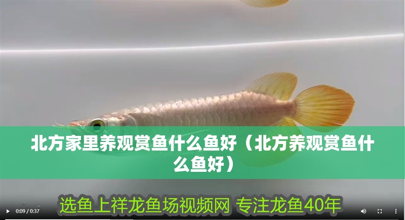 北方家里養(yǎng)觀賞魚什么魚好（北方養(yǎng)觀賞魚什么魚好）