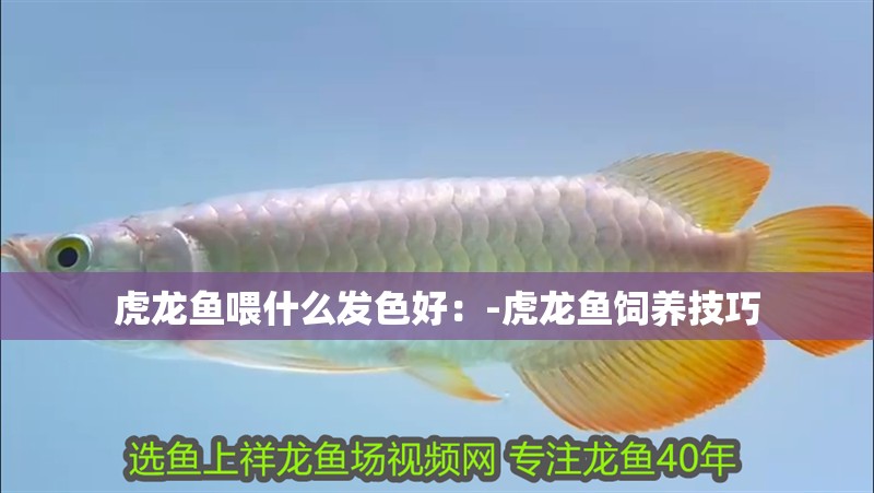虎龍魚喂什么發(fā)色好：-虎龍魚飼養(yǎng)技巧