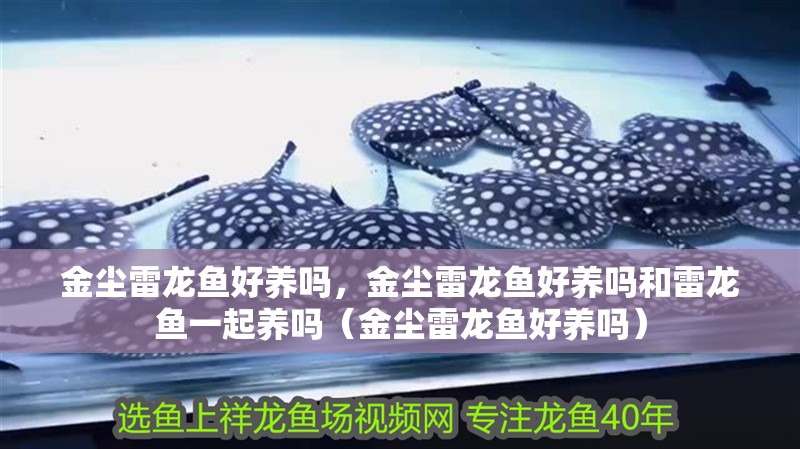 金塵雷龍魚好養嗎，金塵雷龍魚好養嗎和雷龍魚一起養嗎（金塵雷龍魚好養嗎）