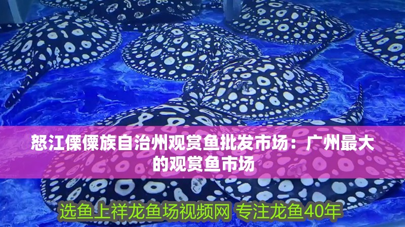 怒江傈僳族自治州觀賞魚批發市場：廣州最大的觀賞魚市場